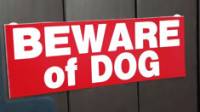 Dog Bite